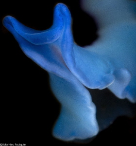 flatworm by Mathieu Foulquié 
